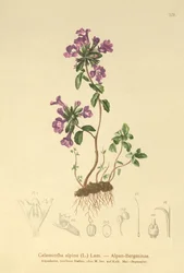 その他のタイム（ブドウALPINUS、Calamintha alpina）